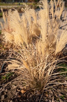 A close up of a plant. High quality photo, yellow tall grass flutters in the wind. photo has vertical orientation, the grass is soft.