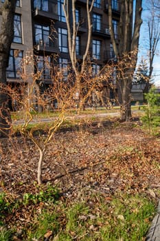 autumn in the yard in the city, around trees without leaves and grass. in the foreground grows a young willow tree. behind there is a multi-storey building. sunny day in the urban space