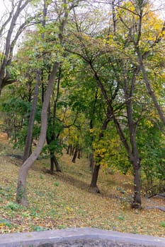 Colorful leaves adorn the trees in a tranquil park during autumn. The ground is carpeted with fallen leaves, creating a picturesque landscape ideal for leisurely walks.