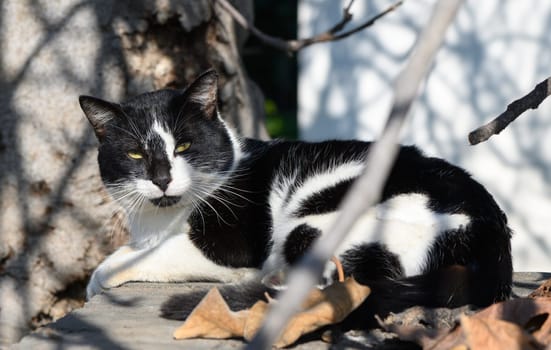 Sunlight bathes a relaxed cat, resting peacefully near fallen leaves, capturing the serenity of nature's harmony.