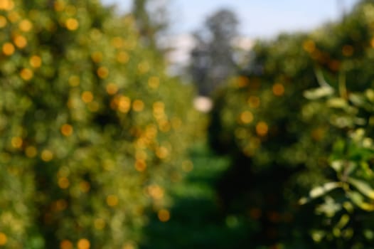 Vibrant orange trees stretch endlessly under a bright blue sky in a lush orchard filled with ripe fruits.