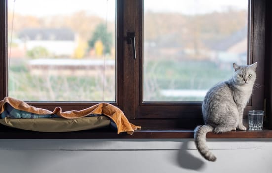 Gray cat sits in front of a glass of water on a wooden windowsill and looks at the camera, animal behavior concept, put a bowl of water near the sleeping place so that the pet drinks enough water,