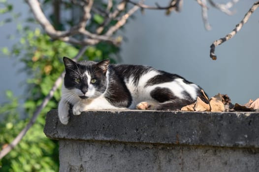 A playful black and white cat rests comfortably on a weathered stone wall, basking in sunlight amidst fallen leaves.