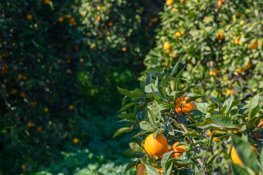 Sunlight filters through leaves, highlighting oranges ripe for harvest in a sprawling orchard filled with life.