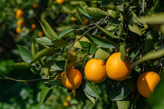 Golden oranges dangle from a green branch, soaking up the warm sunlight in a vibrant orchard setting.
