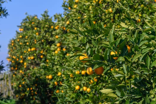 Vibrant orange trees heavy with ripe fruit create a picturesque landscape basking in warm sunlight.