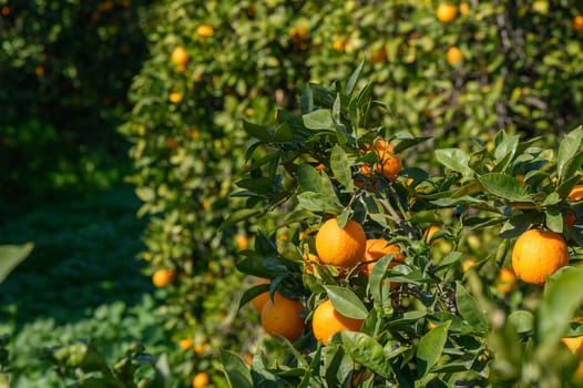 Golden orange fruits hang from lush green branches, glowing against a backdrop of sprawling citrus trees in sunlight.