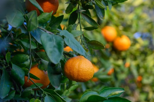 Golden oranges dangle from green branches, basking in sunlight, while leaves sway gently in a tranquil orchard.