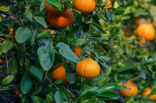 Juicy oranges hang gracefully from lush green branches, basking in warm sunlight, creating a serene countryside vibe.