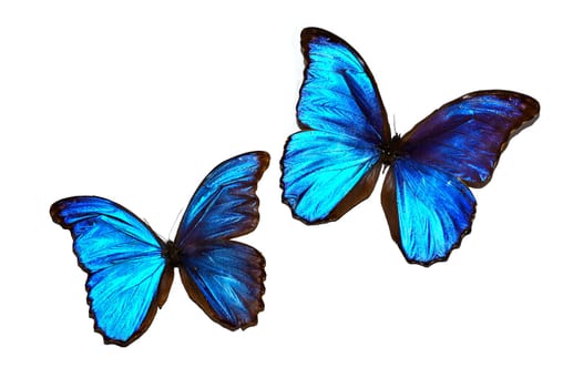 Morpho anaxibia and Papilio galienus butterflies on white background