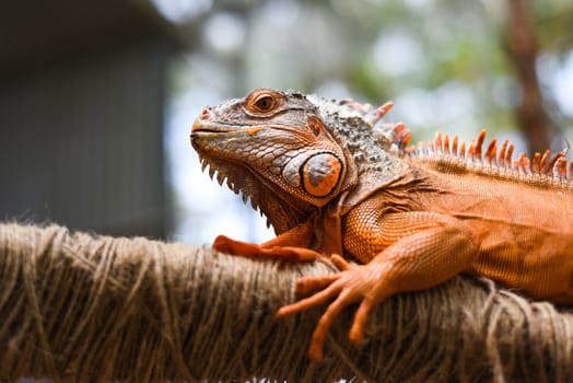 Orange iguana sitting on a branch in zoo in vietnam