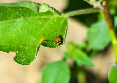 Colorado potato beetle larva eating a potato leaf