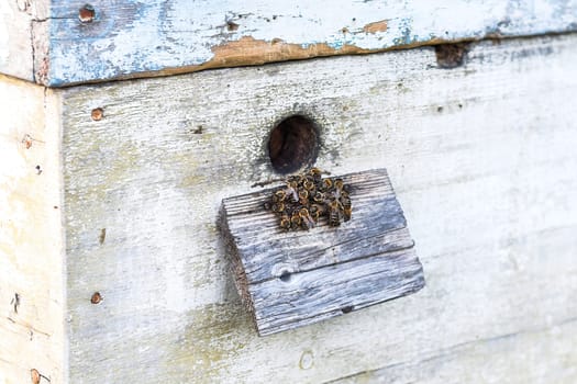Bee hive entrance with bees