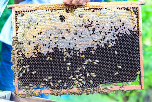 honeycomb with bees in hand