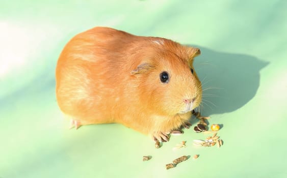 Self guinea pig eating treats from a bottle