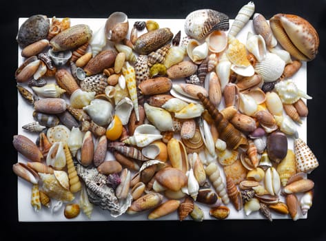 Many tropical seashells as a background