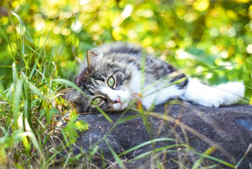 Fluffy cat looking at the camera