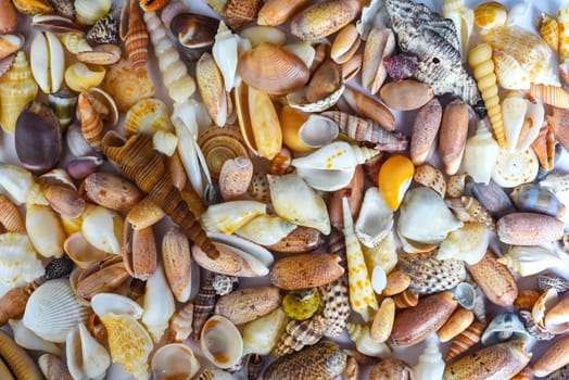 Many tropical seashells as a background