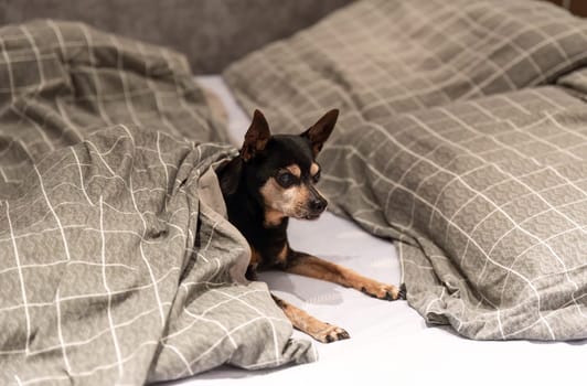 18 years old senior dog toy terrier laying under blanket in the bed