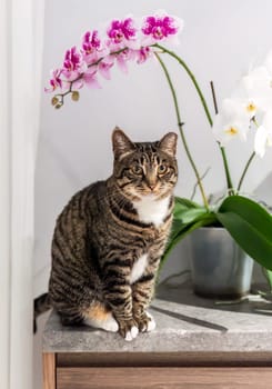 Tabby female domestic cat with cut ear sitting near orchid on the table