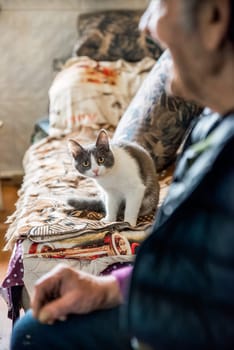 Young gray cat with yellow eyes   looking in the camera and sitting with old man owner