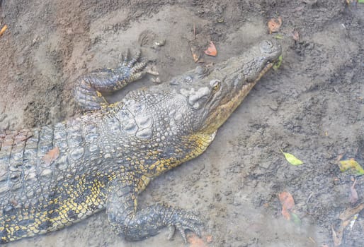 Crocodile resting on the ground in Vietnam