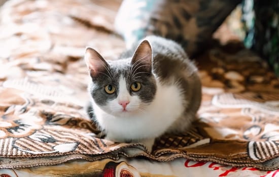 Young gray cat with yellow eyes   looking in the camera and laying in the old interior