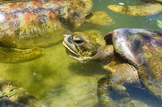 Sea turtle getting an air gulp