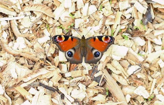 Aglais io, the European peacock known as peacock butterfly on stones. Far East, Russia