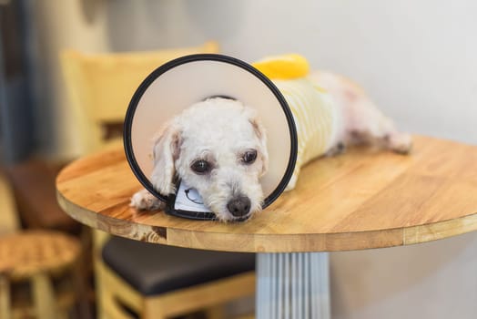 Hand petting sick upset dog wearing Elizabethan plastic cone medical collar around neck for anti bite wound protection