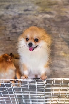 Pomeranian dog meeting an owner on the doorstep
