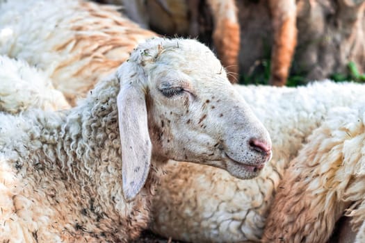 Sleepy sheep has a nap in sunny day