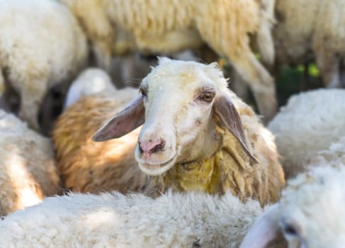 Sleepy sheep has a nap in sunny day