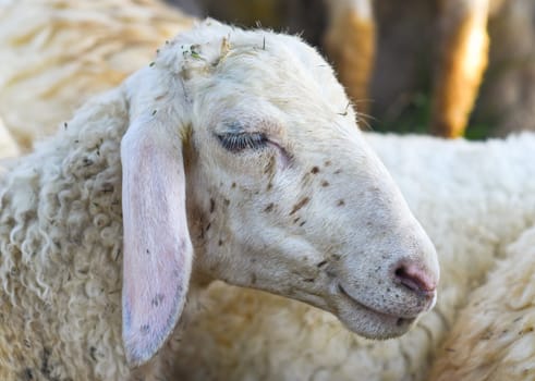 Sleepy sheep has a nap in sunny day