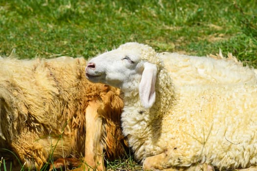 Sleepy sheeps have a nap  in the shade