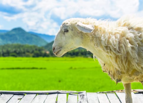 A white sheep walking across wooden bridge