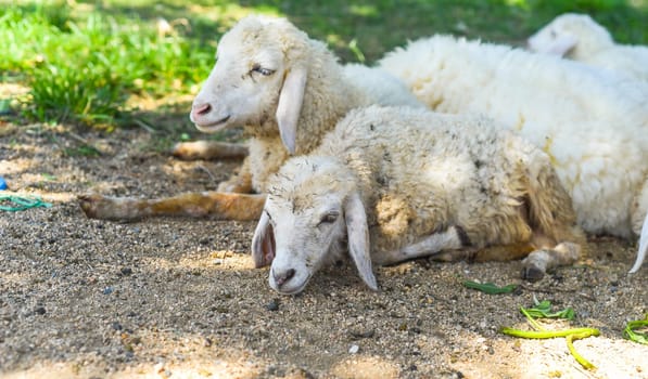 Sleepy sheeps have a nap  in the shade