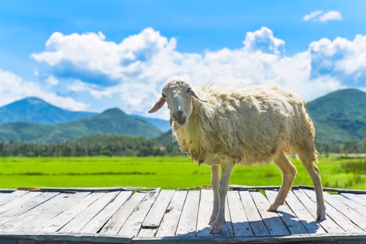A white sheep wlaking across wooden bridge