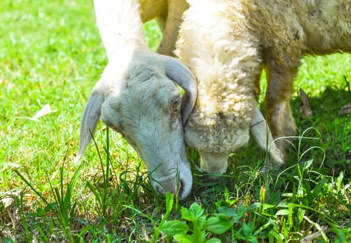 Mum and baby sheeps nibbling grass