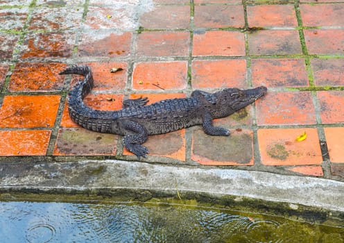 Crocodile resting on the floor in Vietnam