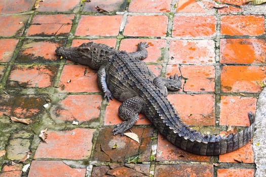 Crocodile resting on the floor in Vietnam
