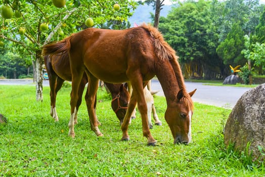 Three adult horses eating grass in Vietnam