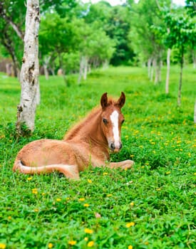 Little foal resting on green grass in Vietnam