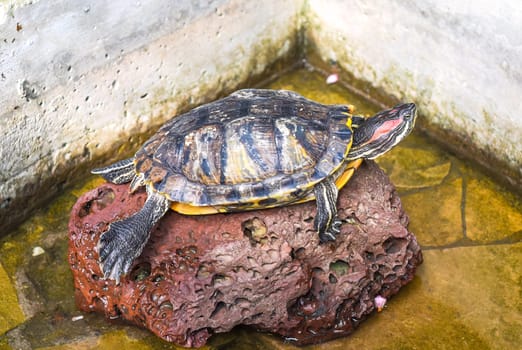 Red-eared slider turtle female on a stone. side view
