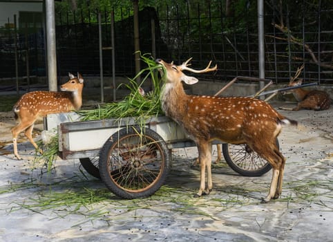 Sika deer enjoying food in Vietnam