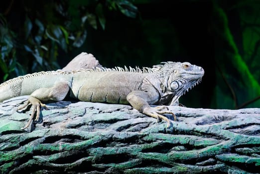 the green iguana, also known as the American iguana or the common green iguana sitting on the tree