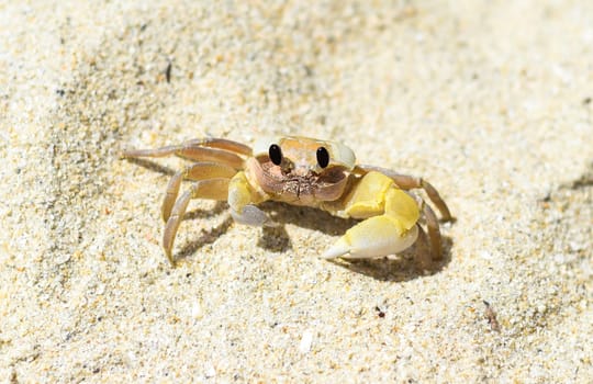 Atlantic ghost crab at Doc Let beach in Vietnam
