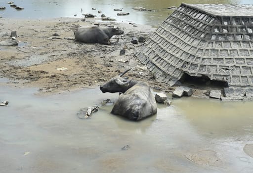 Dirty cows hiding in the water from the heat in Vietnamese rural area