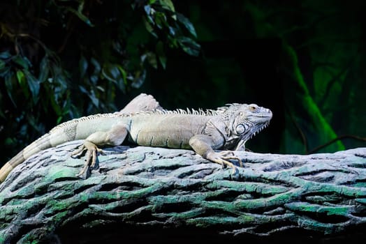 the green iguana, also known as the American iguana or the common green iguana sitting on the tree
