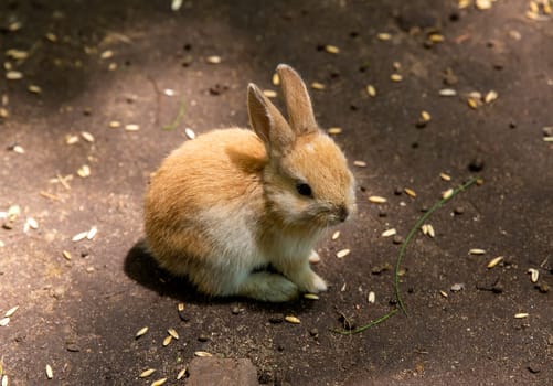 Small orange domestic rabbit 
 (Oryctolagus cuniculus domesticus)